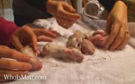 Four Day Old Bunnies