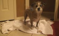 Queenie Takes A Shower