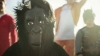 gorilla