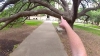 century-tree