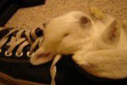 bunnyshoesmall