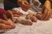 4dayoldbunnysmall