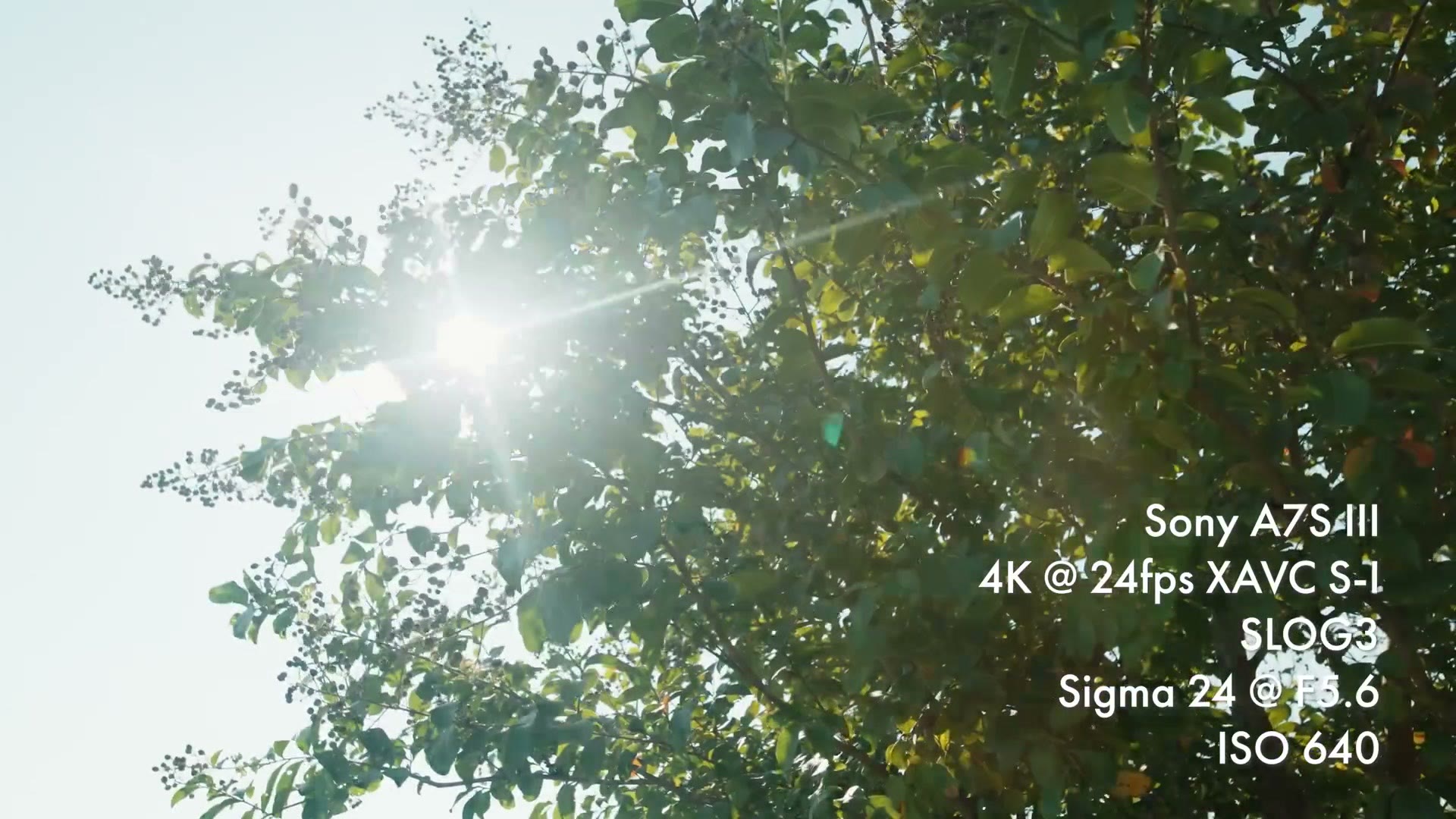 Sunlight flaring through the leaves of a tree, overlaid with the text Sony A7S III, 4K at 24fps XAVC S-I, SLOG3, ISO 640.