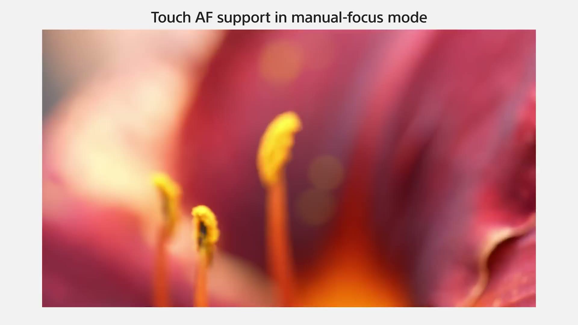 A Sony slide reading Touch AF support in manual-focus mode, over a macro shot of a red flower