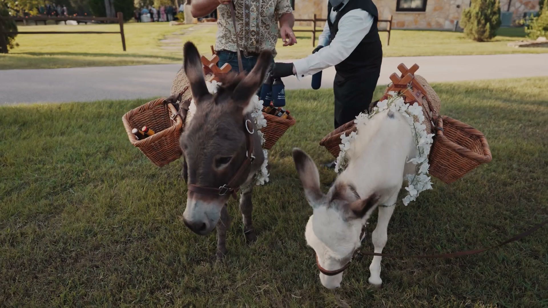 Two donkeys wearing flower collars and wicker baskets full of bottled beer standing on a lawn at a wedding