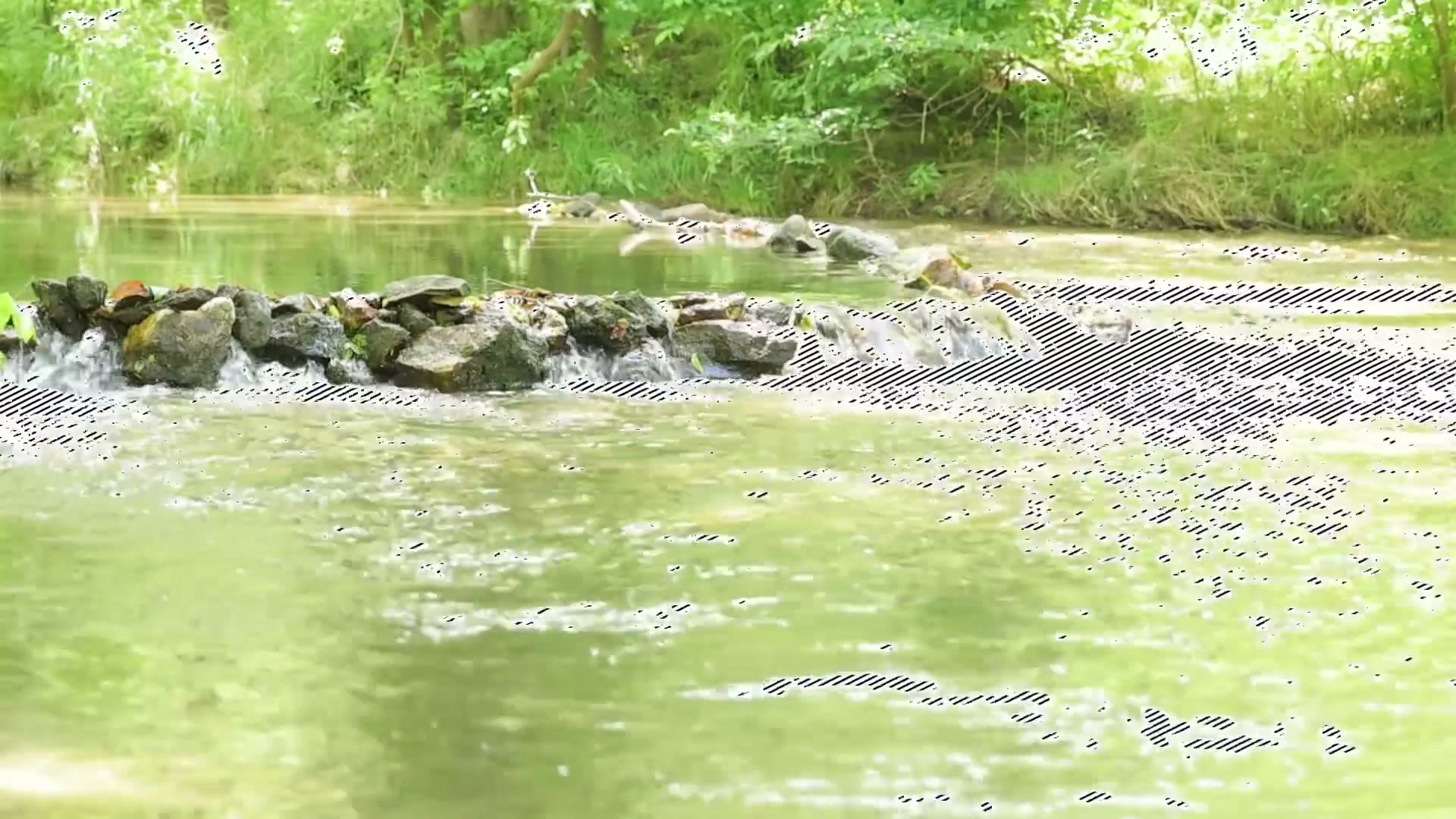 A creek and green foliage on a camera screen with black and white zebra stripes covering the brightest water in the frame.