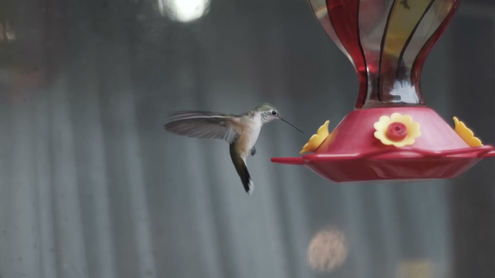 Hummingbird hovering at a red feeder