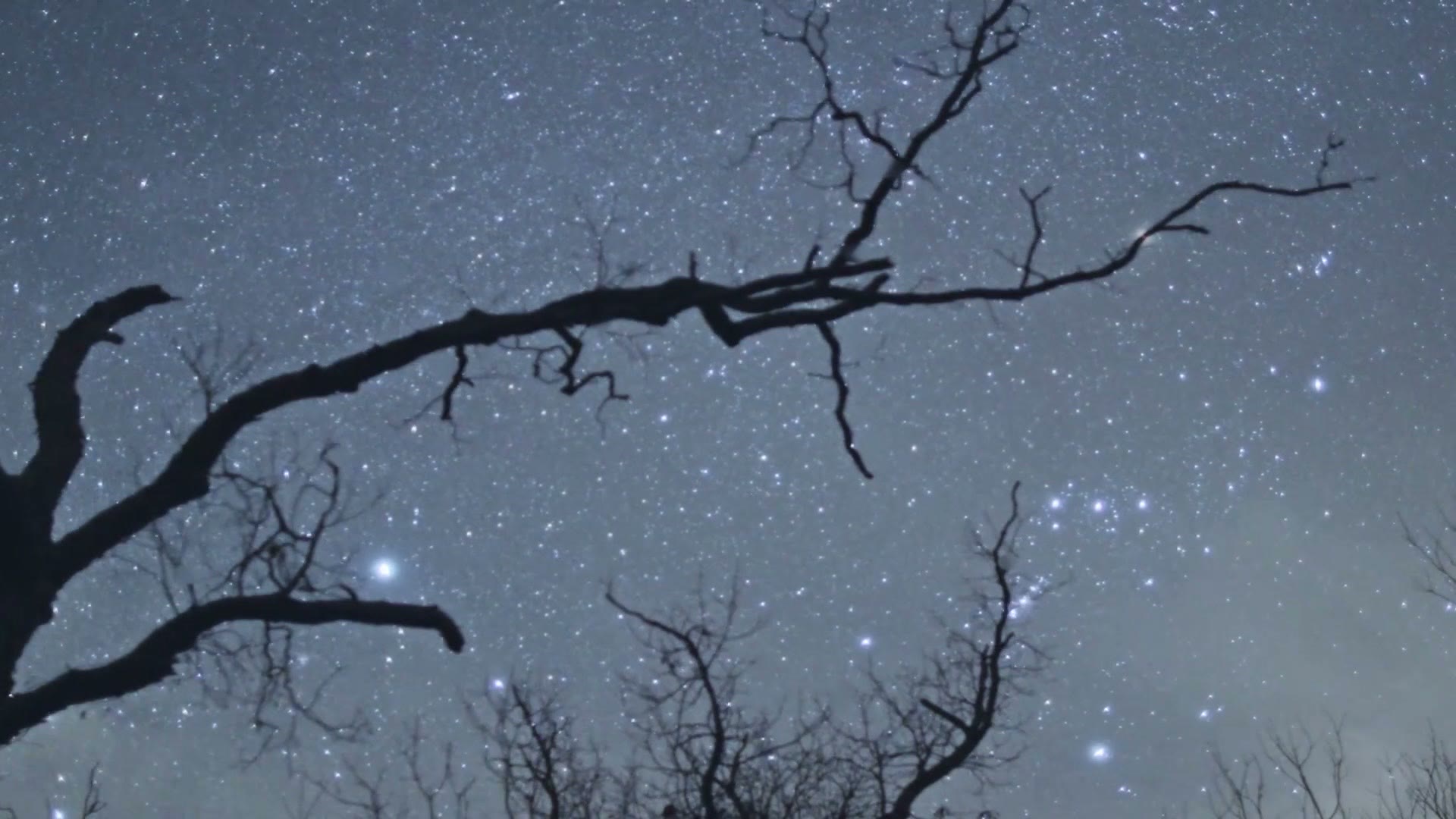 Night timelapse frame of a dense field of stars seen through the silhouetted bare branches of an oak tree