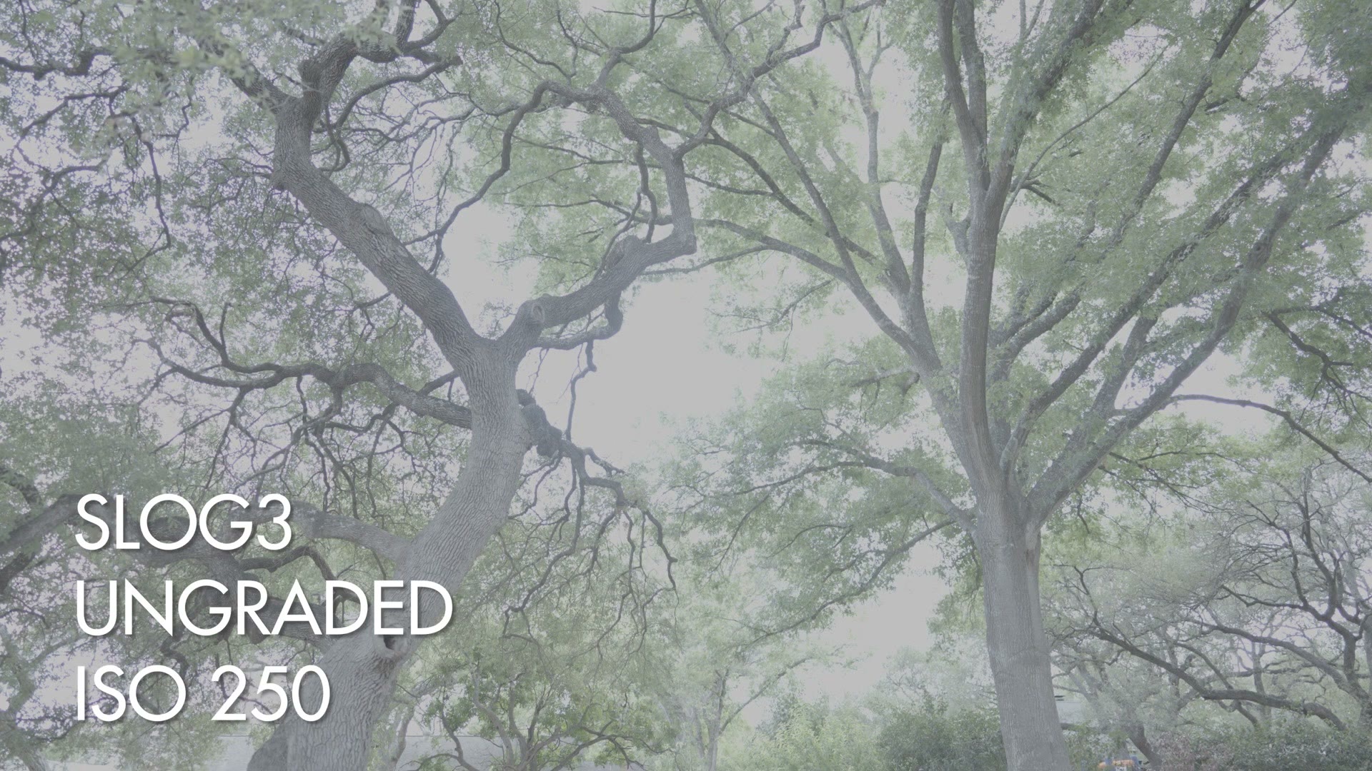 Ungraded S-Log3 footage from the FX30 of trees, shot at ISO 250