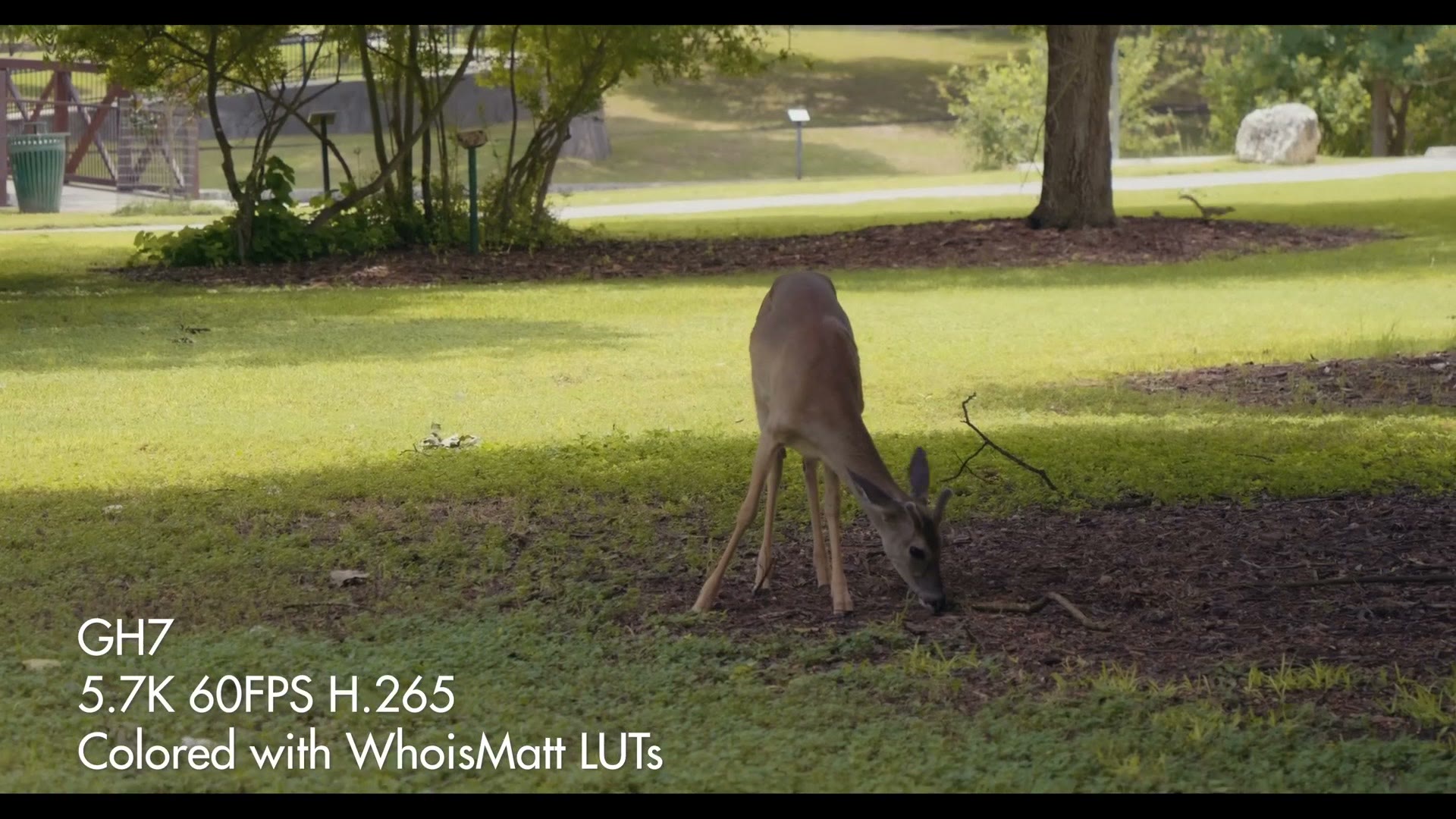 A deer in a park filmed on the Panasonic GH7 at 5.7K 60fps