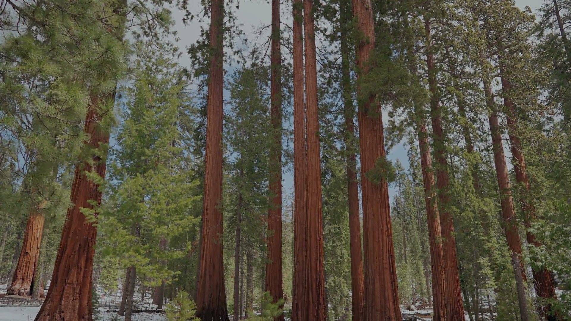 Giant sequoia trees in a California forest