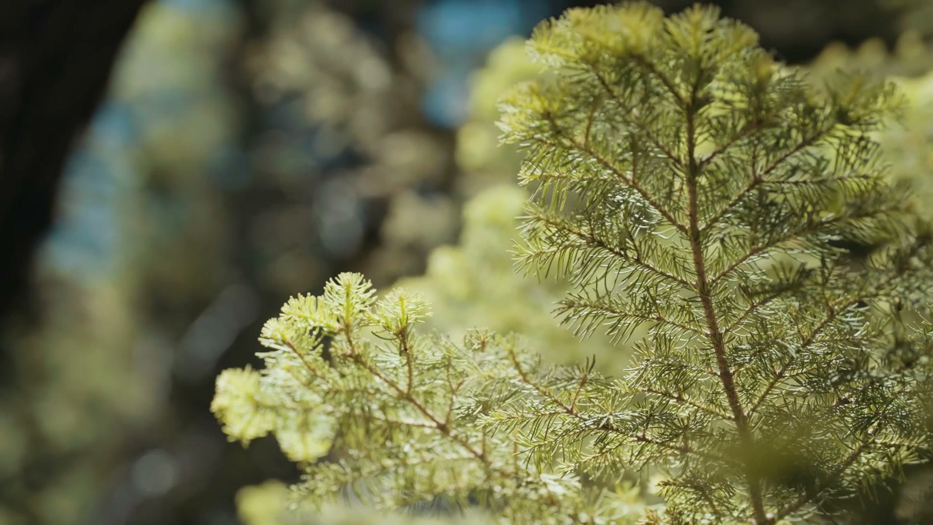 Close up of bright green moss on a pine branch