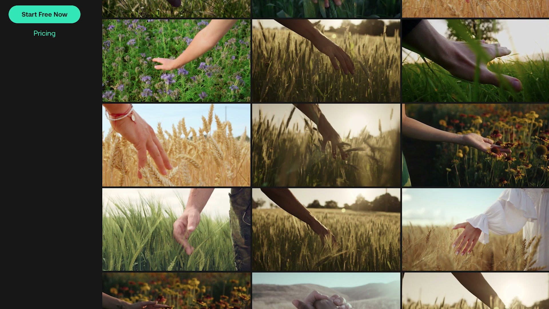 Stock footage search results all showing a hand brushing through a field of grain