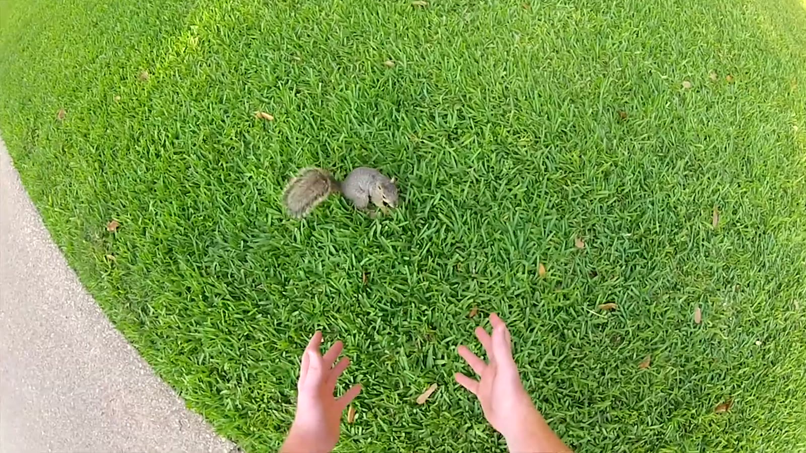 Overhead fisheye shot of two hands reaching toward two squirrels on a lawn