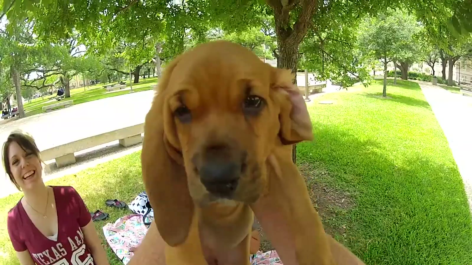 Fisheye close-up of a bloodhound puppy's face held up to the camera, a woman in a maroon Texas A&M shirt laughing behind it