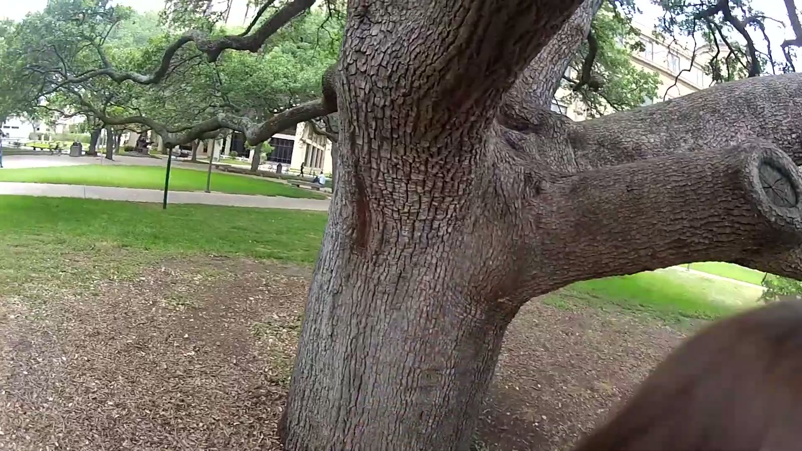Close-up fisheye shot of a large oak tree's trunk and branches in a campus park