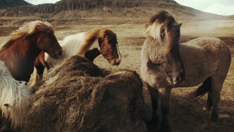 Three Icelandic horses standing at a round hay bale in a bare brown landscape with cliffs behind