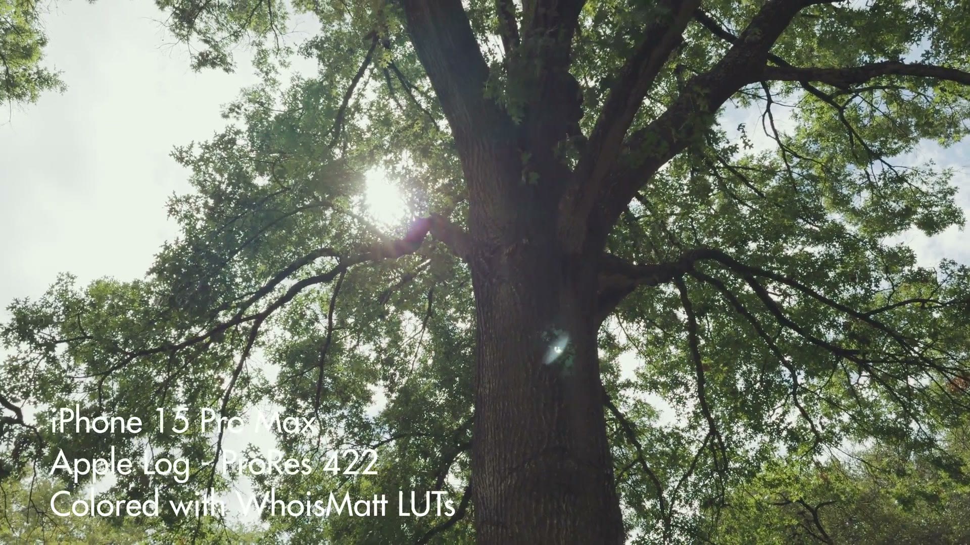 Graded footage looking up into a tree with the sun behind it, shot on iPhone in Apple Log