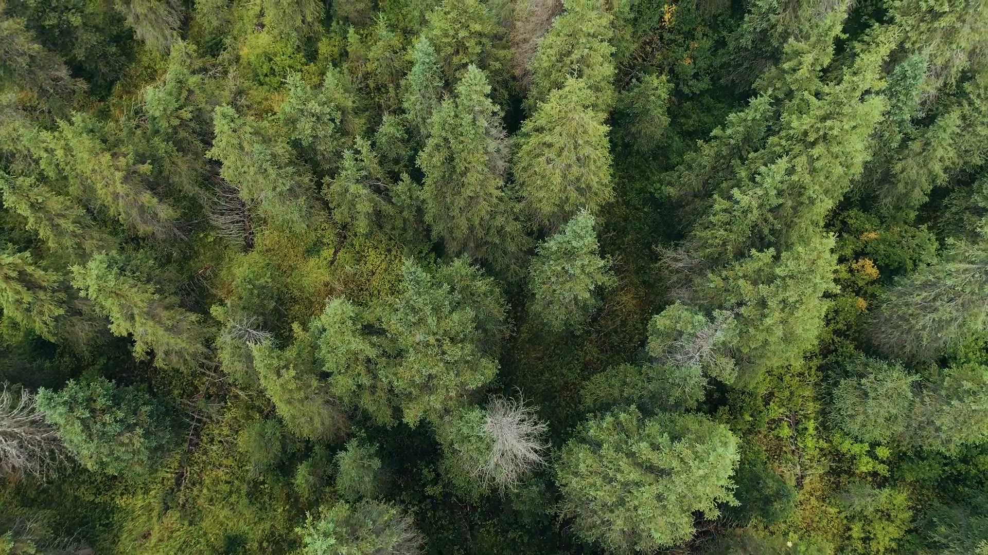 Overhead drone shot looking straight down at a pine forest