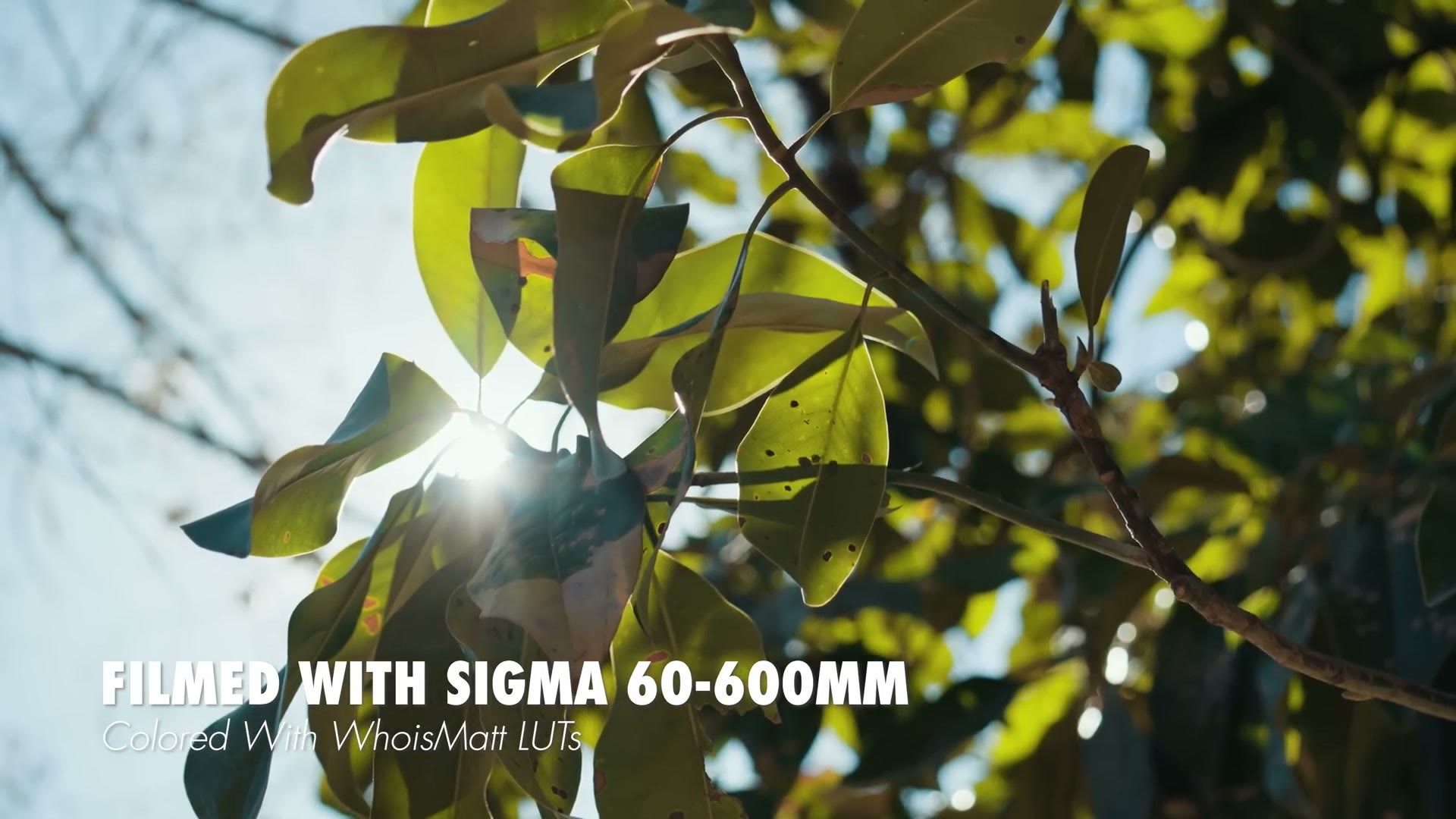 Backlit leaves with shallow depth of field, filmed with the Sigma 60-600mm