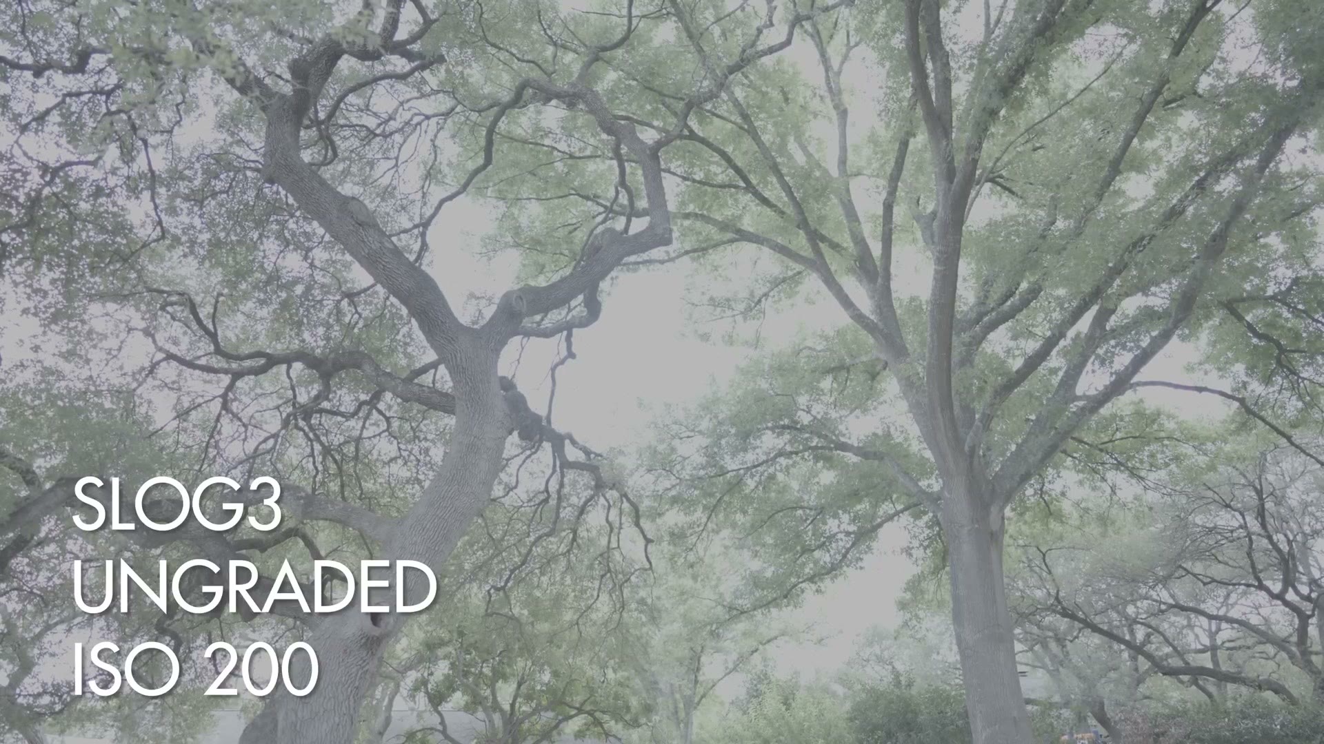 Ungraded S-Log3 footage of tree branches against a bright sky at ISO 200