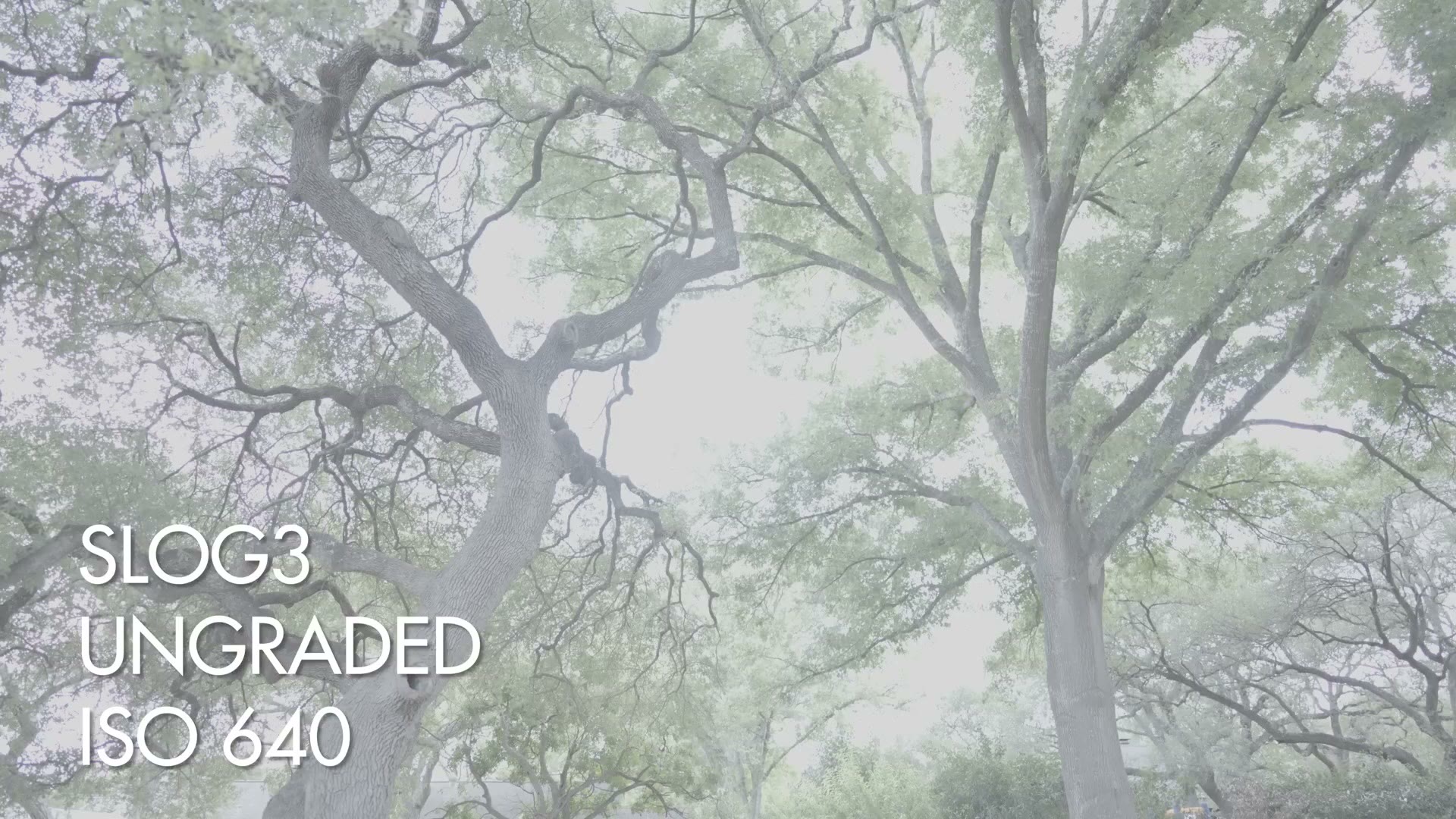 Ungraded S-Log3 footage of tree branches against a bright sky at ISO 640