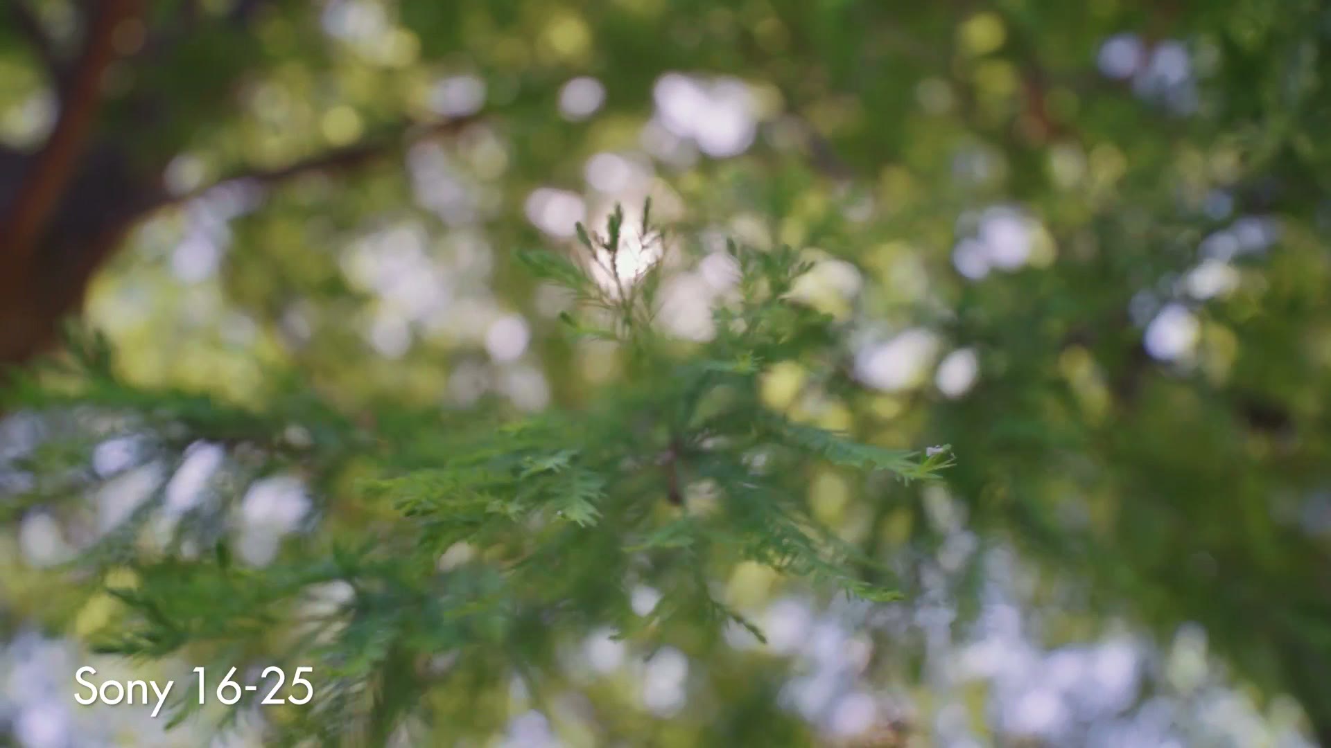 Sample footage of blossoms shot on the Sony 16-25mm