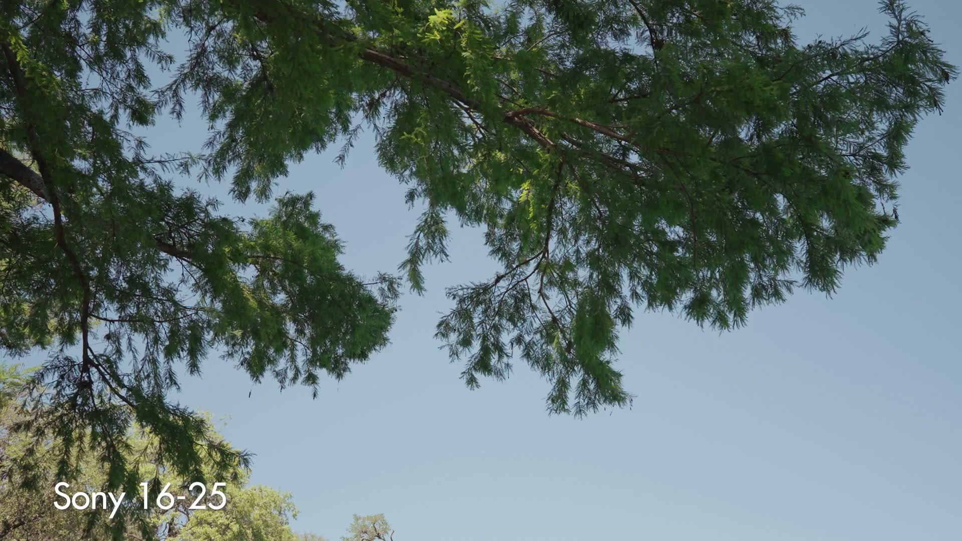 Sample footage of a tree canopy shot on the Sony 16-25mm