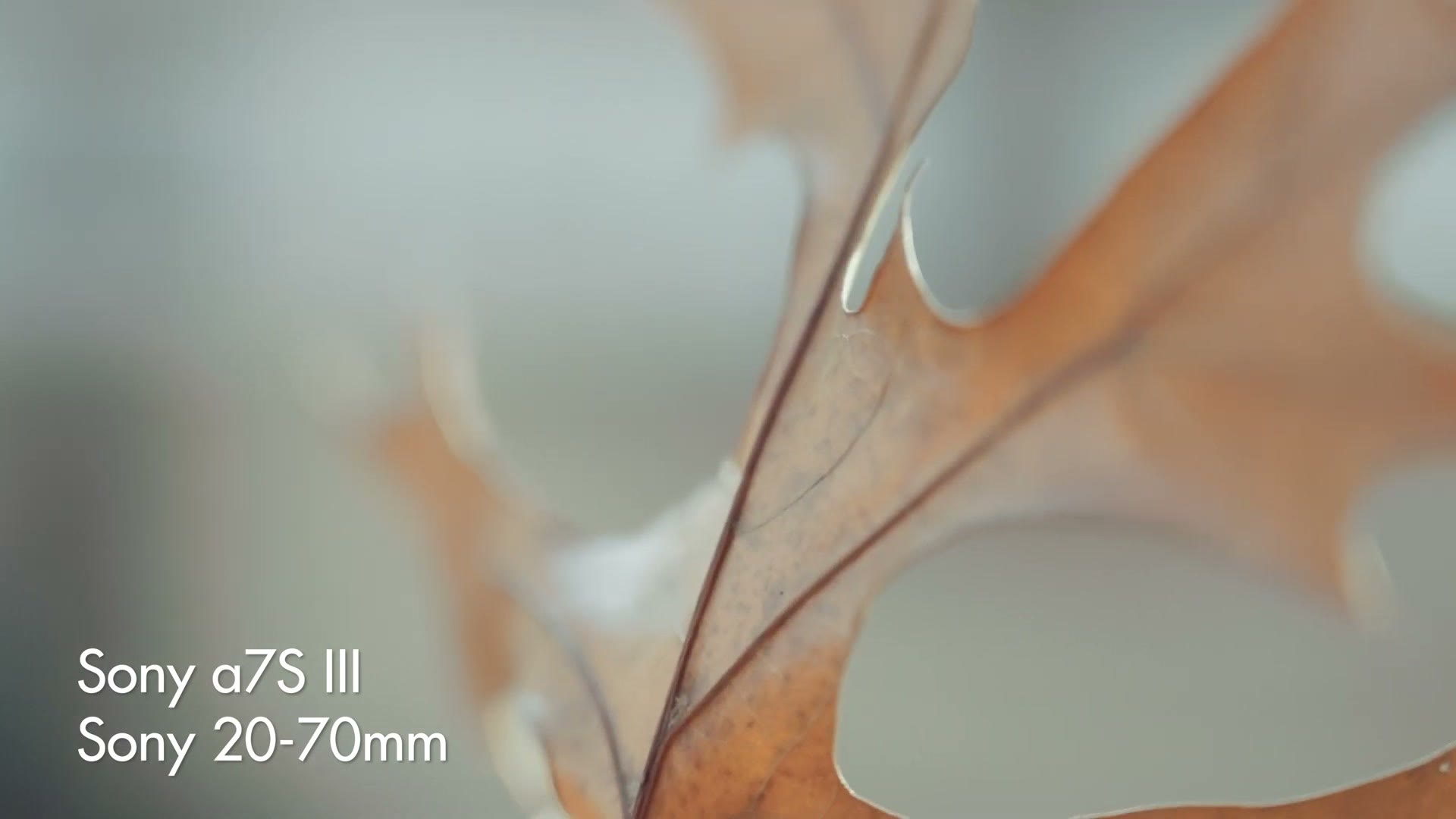 Extreme close up of a dry autumn leaf filmed with the Sony 20-70mm
