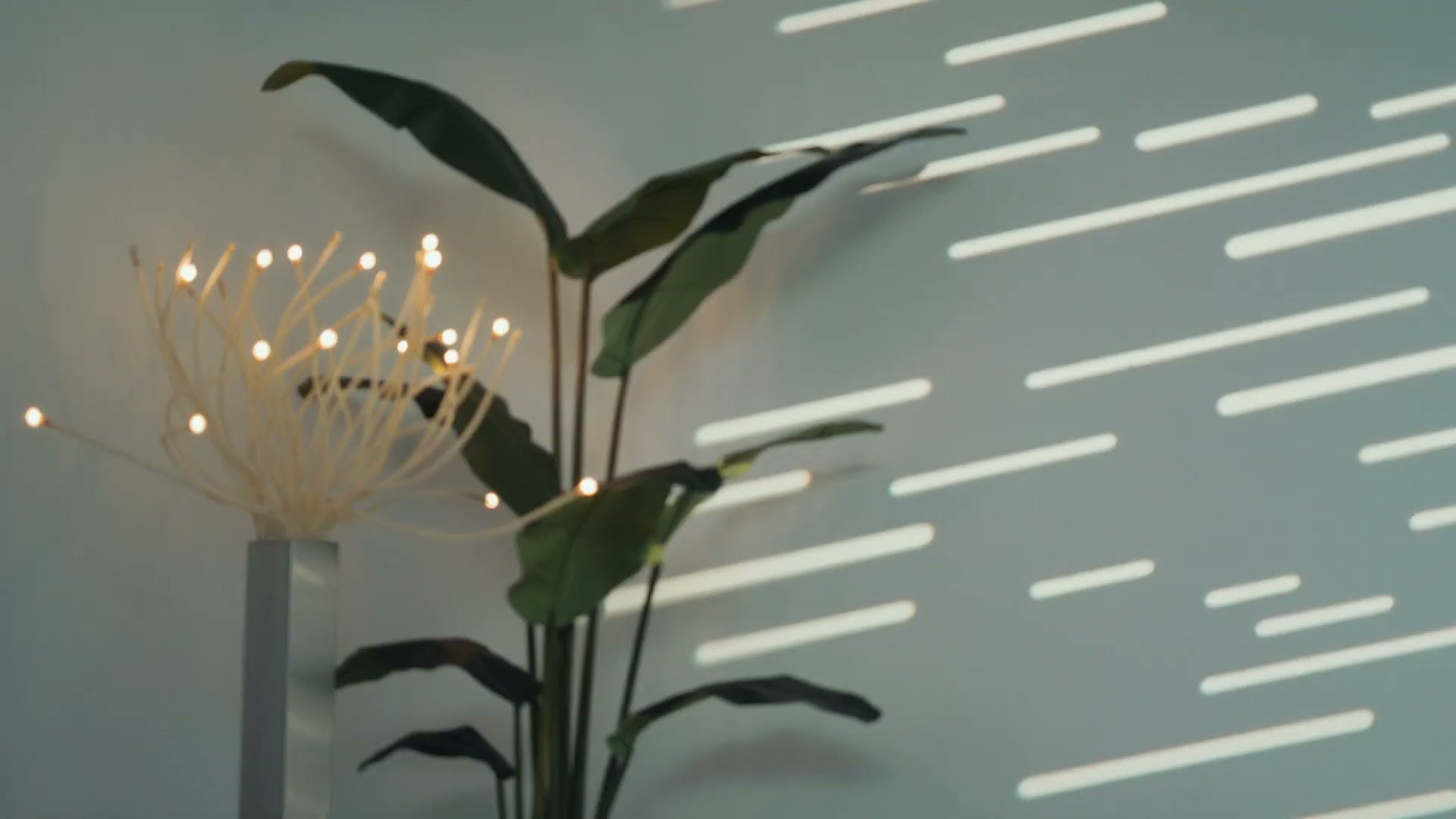 Plant with string lights used to test lens breathing