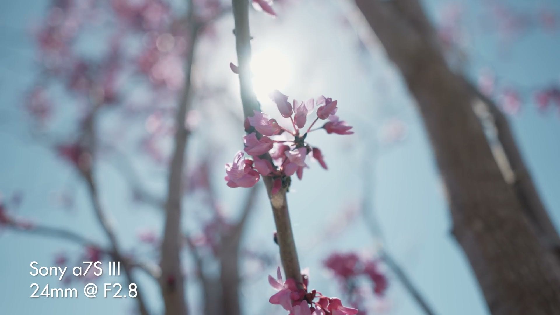 Redbud blossoms backlit by the sun, filmed on the Sony 24mm f/2.8 G