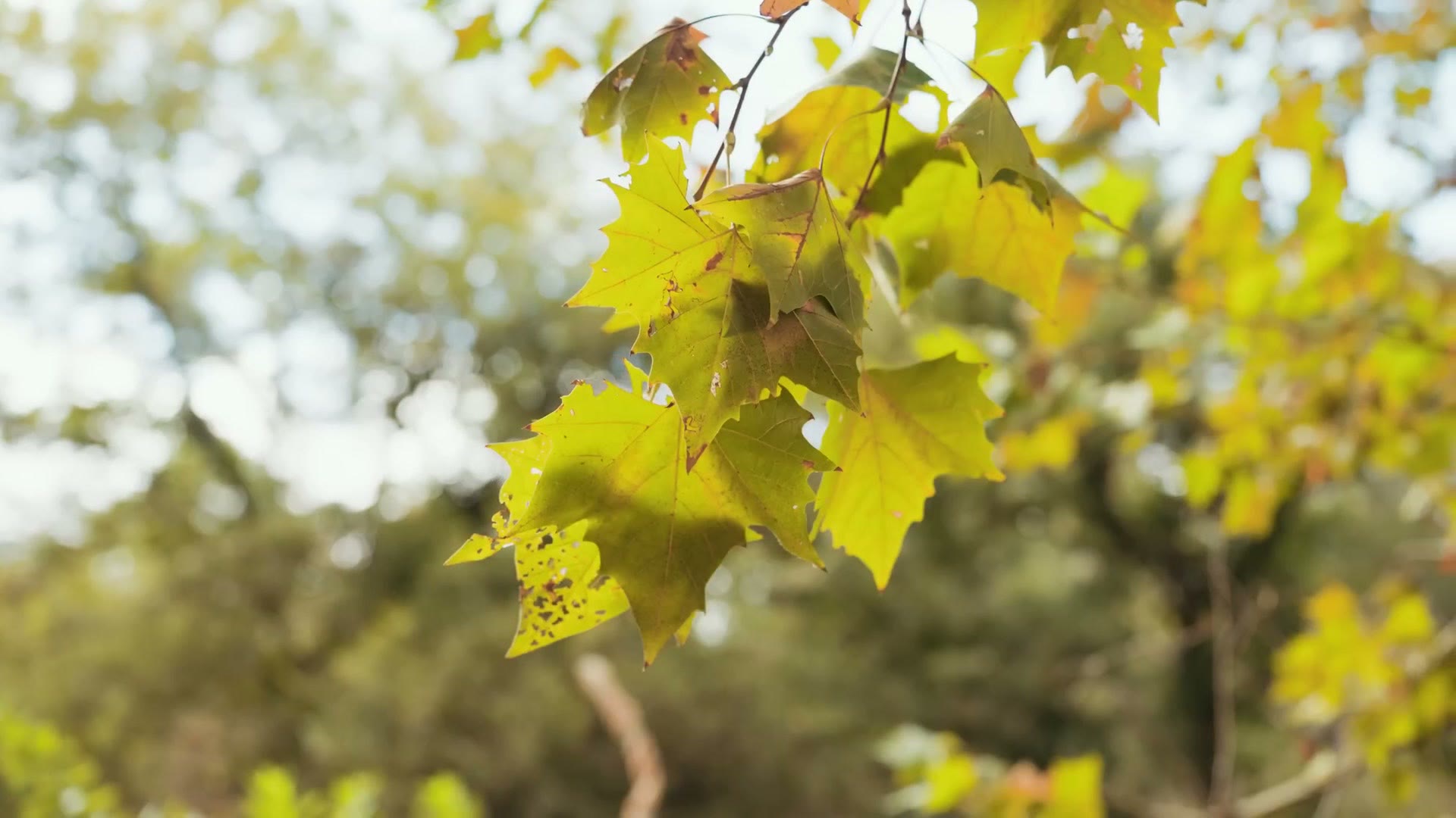 Close up sample frame of backlit leaves with soft out of focus background