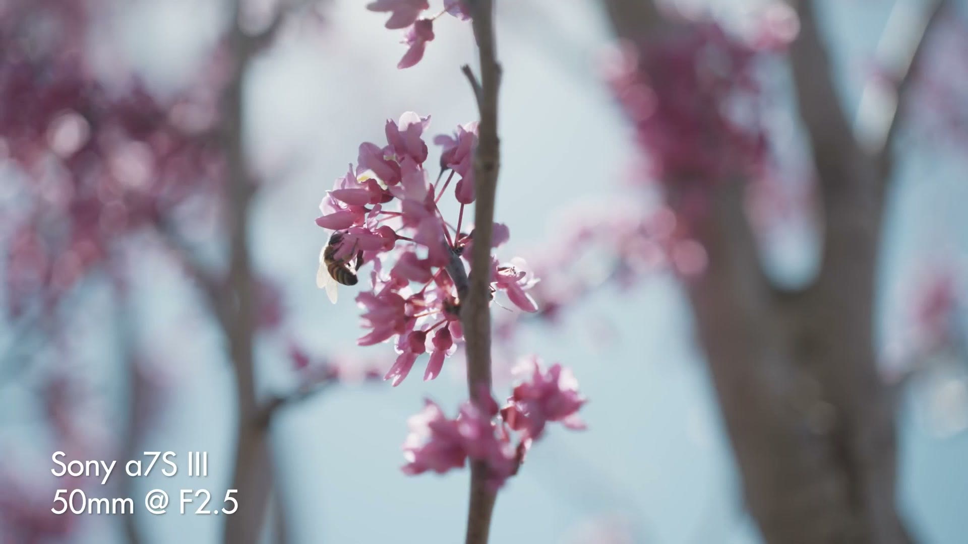 A bee on redbud blossoms filmed on the Sony 50mm f/2.5 G wide open