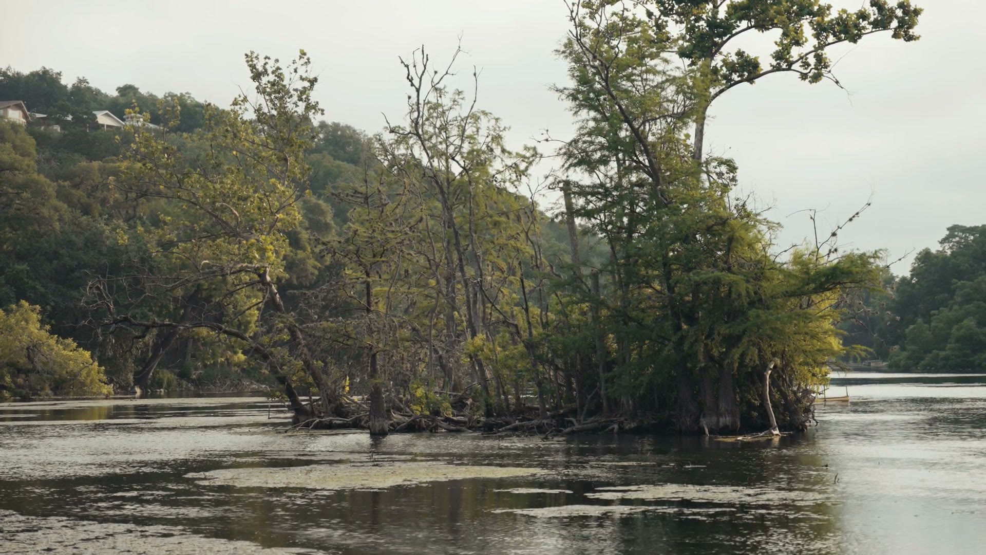 Cypress trees and a river filmed with the Sony 70-200 F4 II