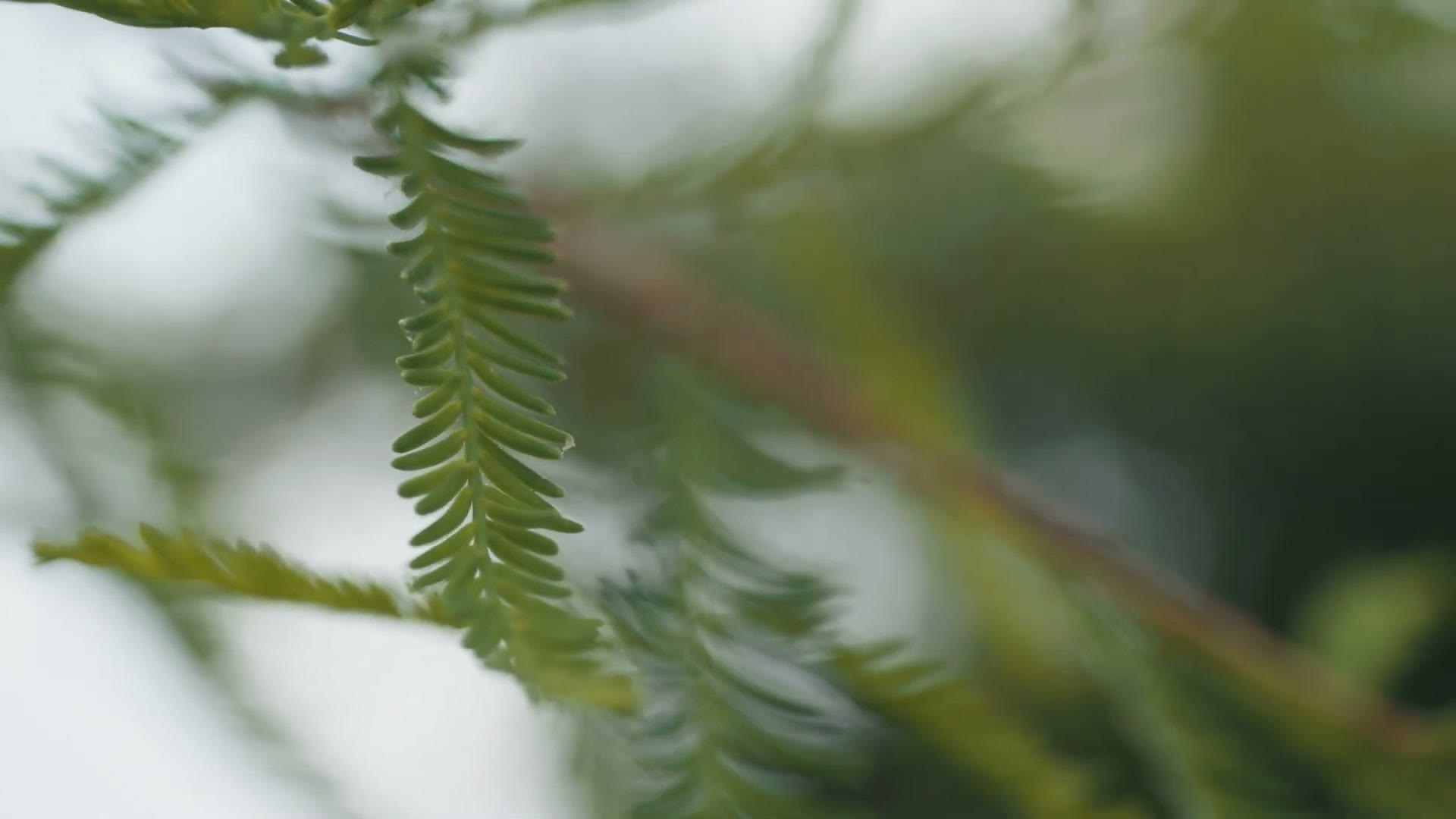 Extreme close up of green cypress needles filmed with the 70-200 F4 II in macro mode