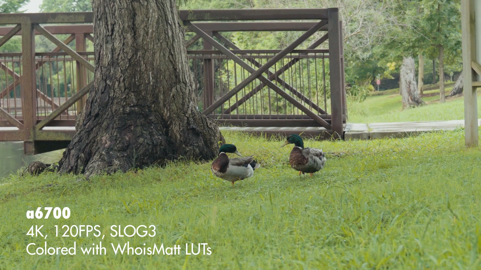 Slow motion footage of ducks on grass filmed on the a6700 in 4K at 120 frames per second in S-Log3