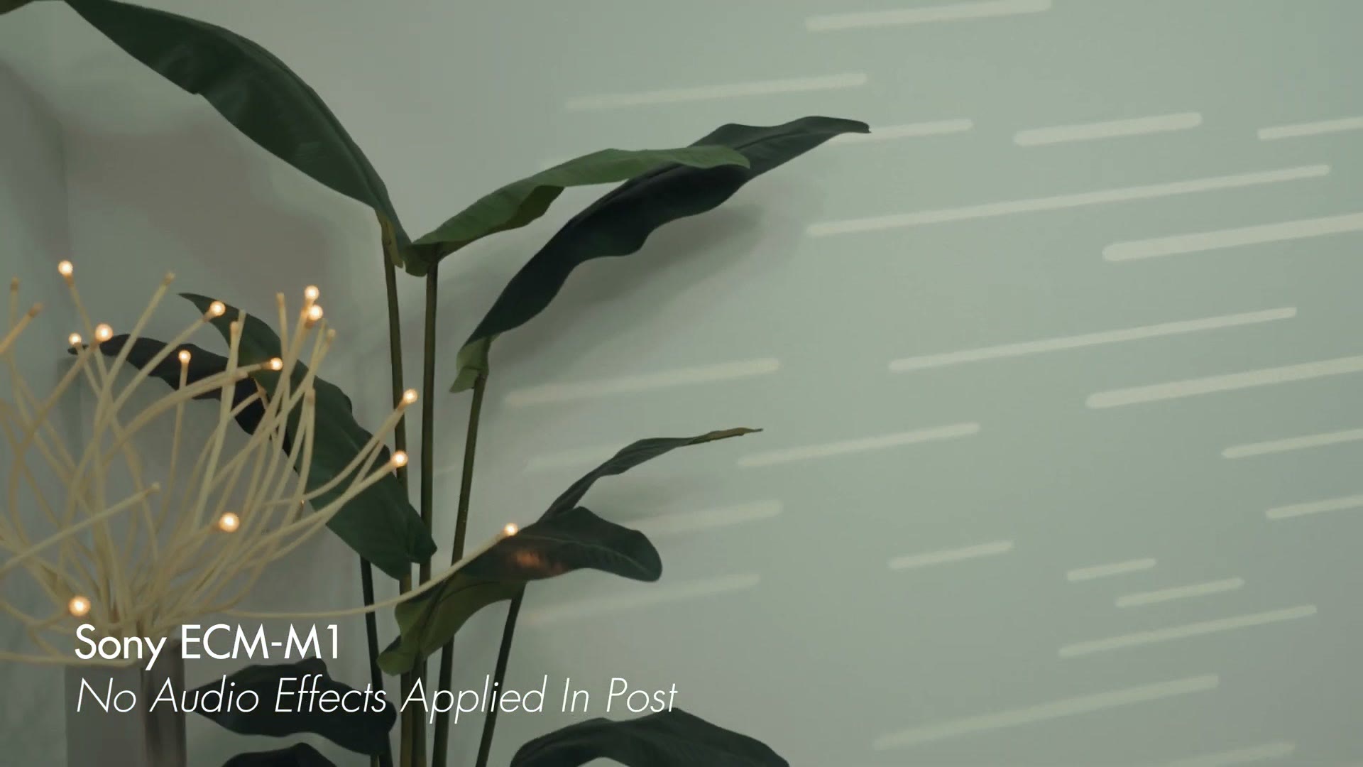 A shot of a plant while Matt speaks from behind the camera