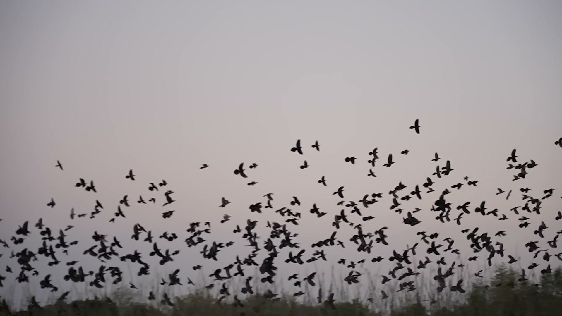 A flock of birds taking off, shot in slow motion on the Sony FX6