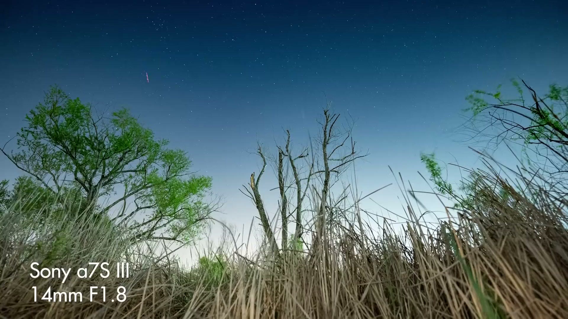 Star timelapse frame shot up through tall grass and bare trees into a deep blue star field, overlaid Sony a7S III 14mm F1.8