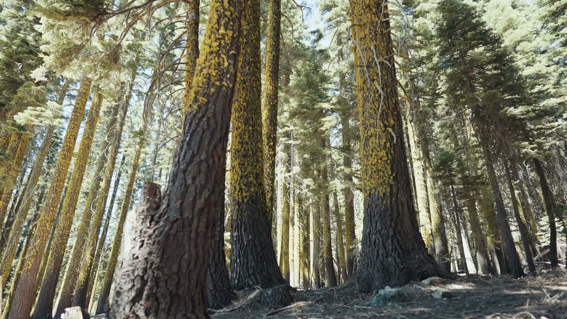 Tall pines in the Tahoe National Forest