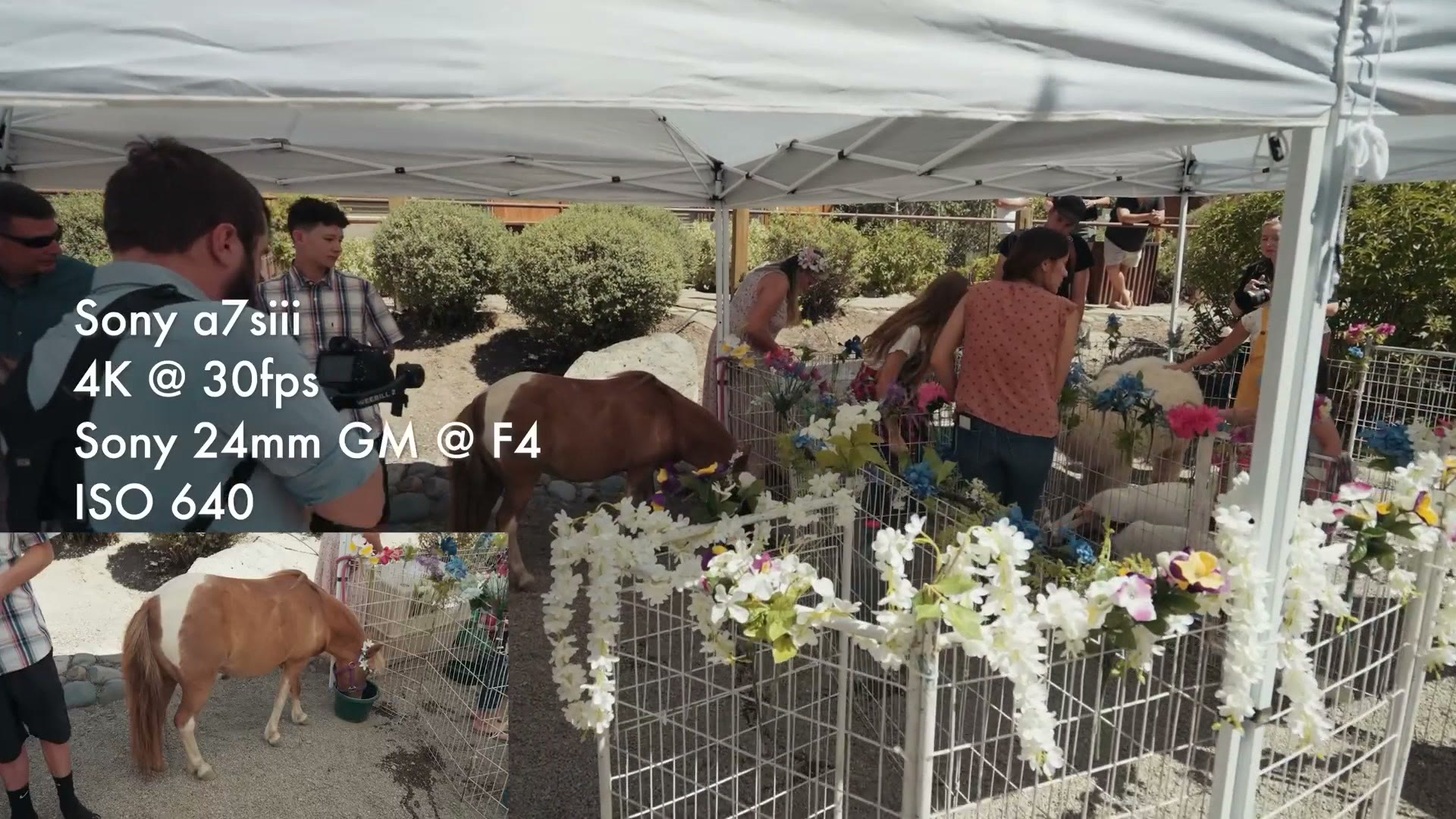 A petting zoo with a miniature horse set up on the wedding lawn