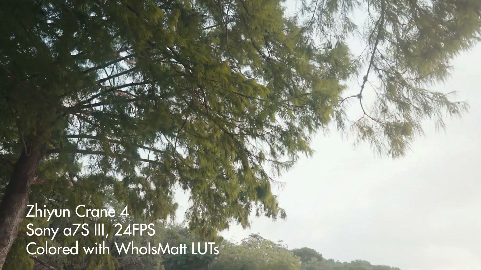Sample footage of trees and a lake shot on the Zhiyun Crane 4 with a Sony a7S III