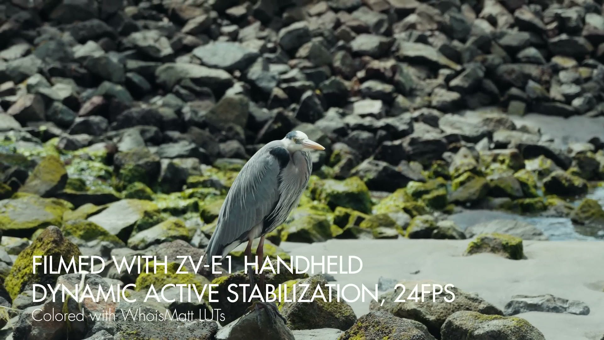A heron standing on rocks, filmed handheld with the ZV-E1 using dynamic active stabilization