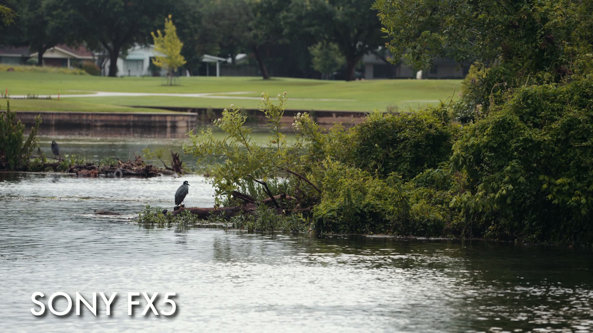 Graded Sony FX5 sample footage showing a heron standing on a log in a pond, labelled SONY FX5