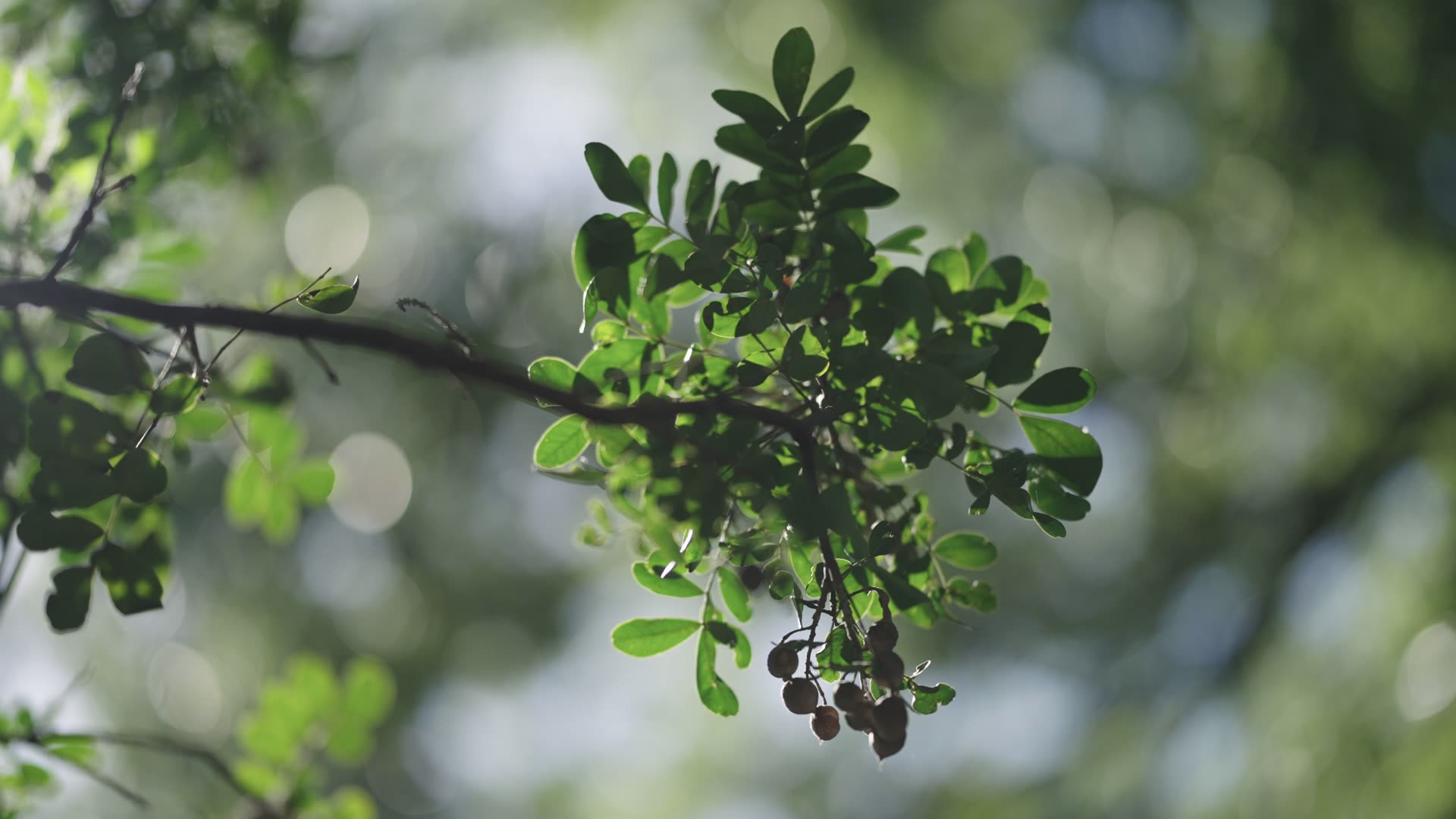 A leafy branch in sharp focus against a creamy, heavily blurred background filmed with the Sigma 85mm F1.2 wide open